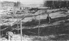 Fo-19980299
