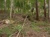 Fo-TU_RUNSVIK_2007_3