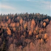 Fo-YLMLG00149