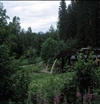 Fo-YLMLG00264