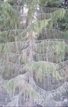 Fo-YLMLG00354