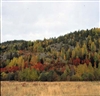 Fo-YLMLG00613