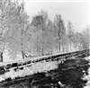 Fo-A18537