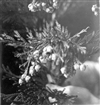 Fo-A18575