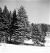 Fo-A18576