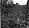 Fo-A1951