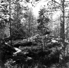 ARKEOLOGI GRAVRÖSE FORNLÄMNING