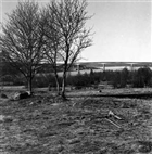 TRÄD LANDSVÄGSBRO