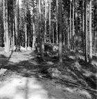 ARKEOLOGI GRAVHÖG BARRSKOG GRAVFÄLT