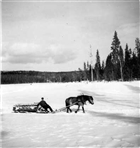 MAN HÄSTTRANSPORT HÄST VINTERBILD