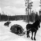 MAN HÄST HÄSTTRANSPORT HÖBAL VINTERBILD