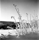 VINTERBILD ISBLOMMA