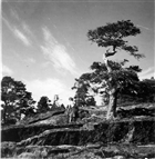 HÖGA KUSTEN BERG BARRTRÄD