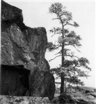 HÖGA KUSTEN BERG BARRTRÄD