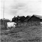 BONDGÅRD FRILUFTSMUSEUM JORDBRUKSBEBYGGELSE GÄRDESGÅRD KO