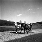 HÄST HARVNING