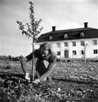 LANTHUSHÅLLSSKOLA KVINNA FRUKTTRÄD