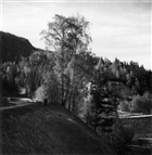 SKOG