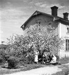 BOSTADSHUS FRUKTTRÄD MAN KVINNA