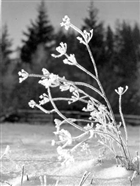 VINTERBILD ISBLOMMA