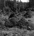 SKOG