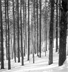 BARRSKOG VINTERBILD