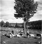 FÄBOD