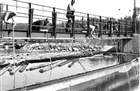 FLOTTARE FLOTTNING DAMM