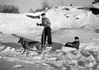 VINTERBILD SKIDOR HUND UNGDOM