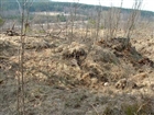 ARKEOLOGI GRAVFÄLT GRAV