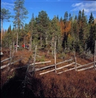 SKOG INHÄGNAD ÄNG