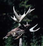 SKULPTUR MUSEIVERKSAMHET