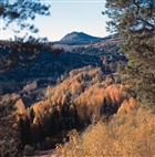 LANDSKAPSVY SKOG ELLEDNING