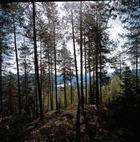 SKOG BERG ÄLV