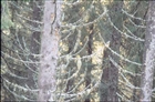 BARRTRÄD