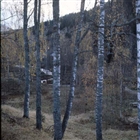 SKOG