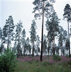 SKOG LANDSKAPSVY