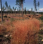 SKOG LANDSKAPSVY HYGGE