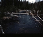 SKOG BÄCK