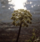 BLOMMA
