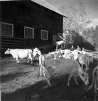 KO LADUGÅRD