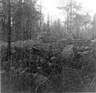 FORNLÄMNING SKOG