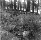 FORNLÄMNING SKOG