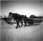 HÄST VINTERBILD HÄSTTRANSPORT MAN