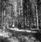 BARRSKOG