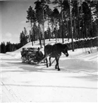 MAN TIMMER HÄSTTRANSPORT HÄST VINTERBILD