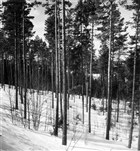 SKOG VINTERBILD