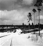 SKOGSVÄG TIMMER VINTERBILD