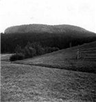 SKOGSMARK