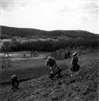 POTATISODLING KVINNA